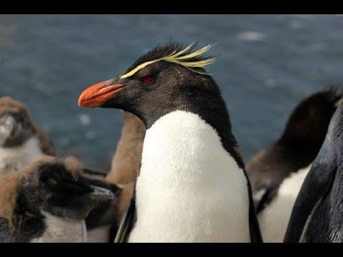 Falkland Islands - wildlife and heritage Video