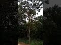 Detik Detik Keajaiban Pohon Terbalik