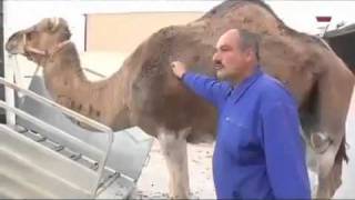 preview picture of video 'Camellos Nogalte 7RM Puerto Lumbreras'
