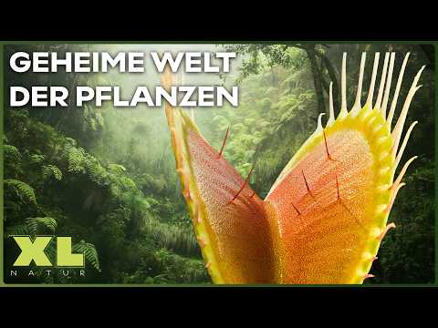 Venusfliegenfallen: Was steckt hinter den geheimnisvollen Kreaturen der Natur?