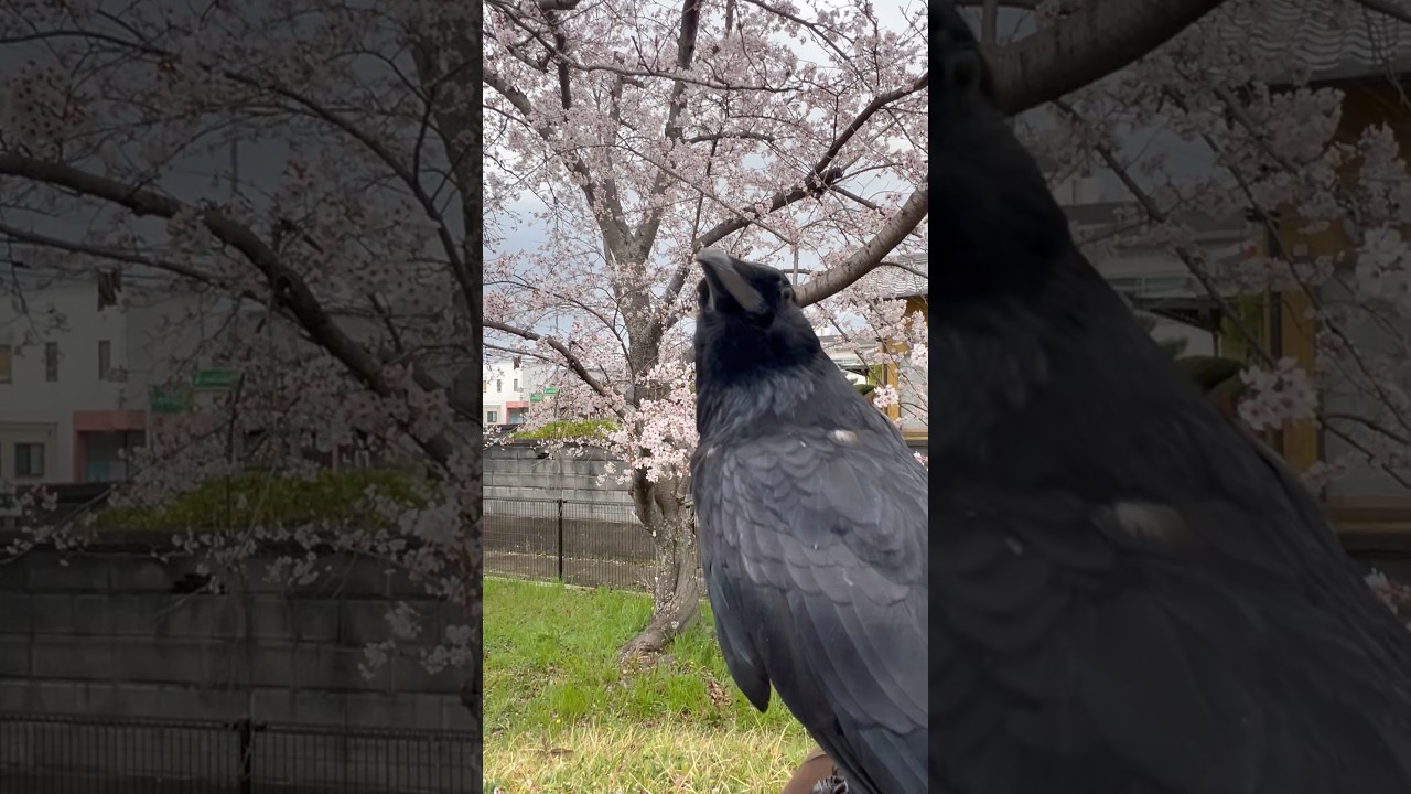 [カラスのお花見]  #shorts  #birds #カラス #crow