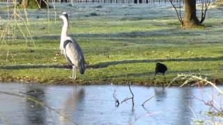 Crow pulling Grey&#39;s tail