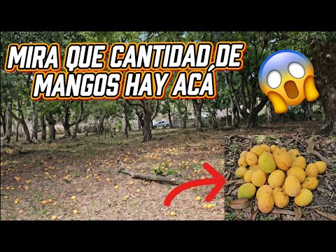 En Busca de Mangos Cantón El Carbonal Anamoros La Unión 
