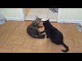 Black Cat Vs Gray Tabby Cat