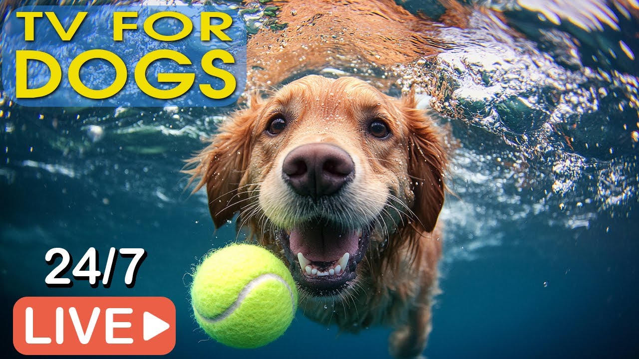 🔴[LIVE] Dog Music🐶Dog Calming Music🎵Dog Separation anxiety relief🎵Relaxing Music For Dog Sleep💖