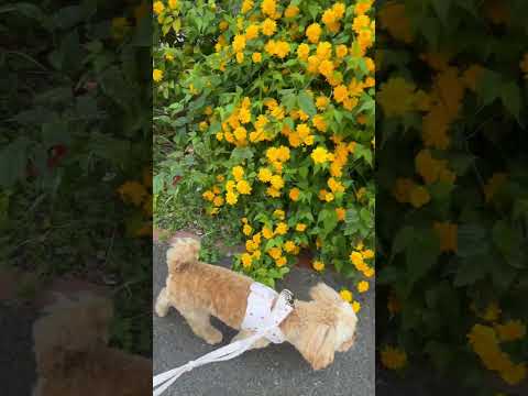 経営学科 散歩中に黄色いお花を気に入ったトイプードル8ヶ月 #toypoodle #トイプードル