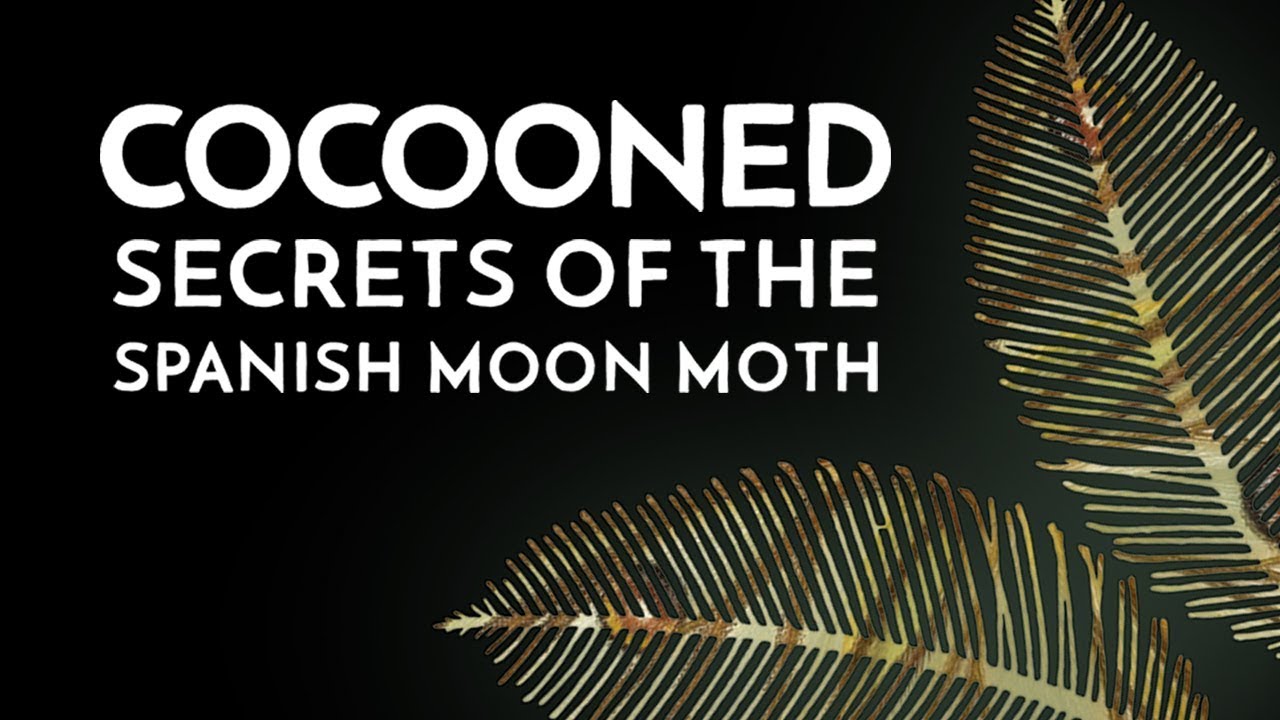 The 10 Best Documentaries About Moths