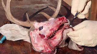 HOW TO CLEAN A COUES DEER SKULL &amp; HUNT “GRAPHIC&quot;