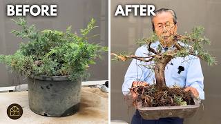 Bonsai Technique: How to Develop a Raw Juniper Material Into Bonsai Step-by-Step