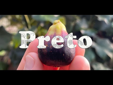 Preto - A Black Madeira type fig variety