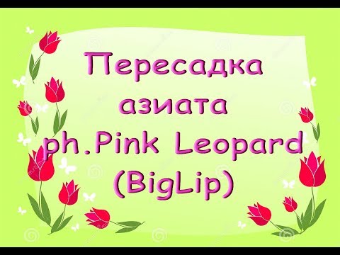 ОРХИДЕЯ БигЛип - phal.Pink Leopard:ПЕРЕСАДКА