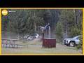 New Video Shows Bison Attacking Visitor In Yellowstone