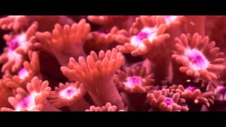 Craft spells - Komorebi