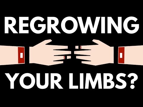 Why Can't Humans Regrow Body Parts?