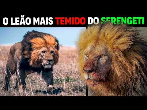 Löwe - BOB JUNIOR, DER GRÖSSTE KOLOSSALE LÖWENKÖNIG DER SERENGETI