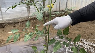なす 脇 芽 かき Watch Hd Mp4 Videos Download Free なす 脇 芽 かき Watch Hd Mp4 Videos Download Free