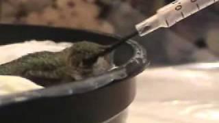 Injured Hummingbird part 2.wmv