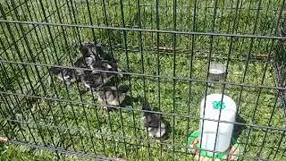 Chicken Check In!  One Week Old!