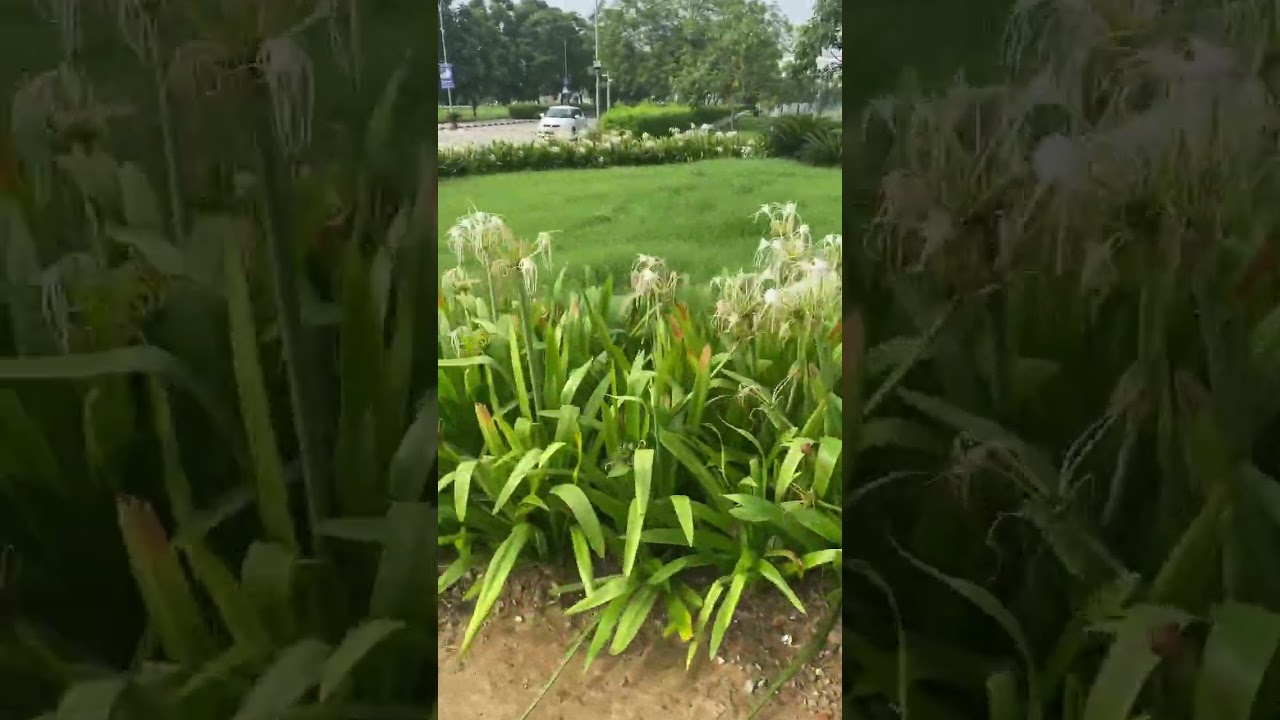 TMU Where Nature Inspires Excellence | TMU Moradabad