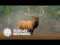 Nature: Elk at Yellowstone