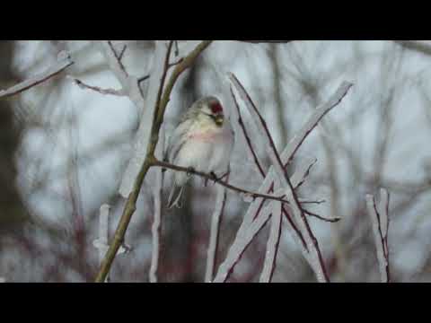 Hoary Redpoll