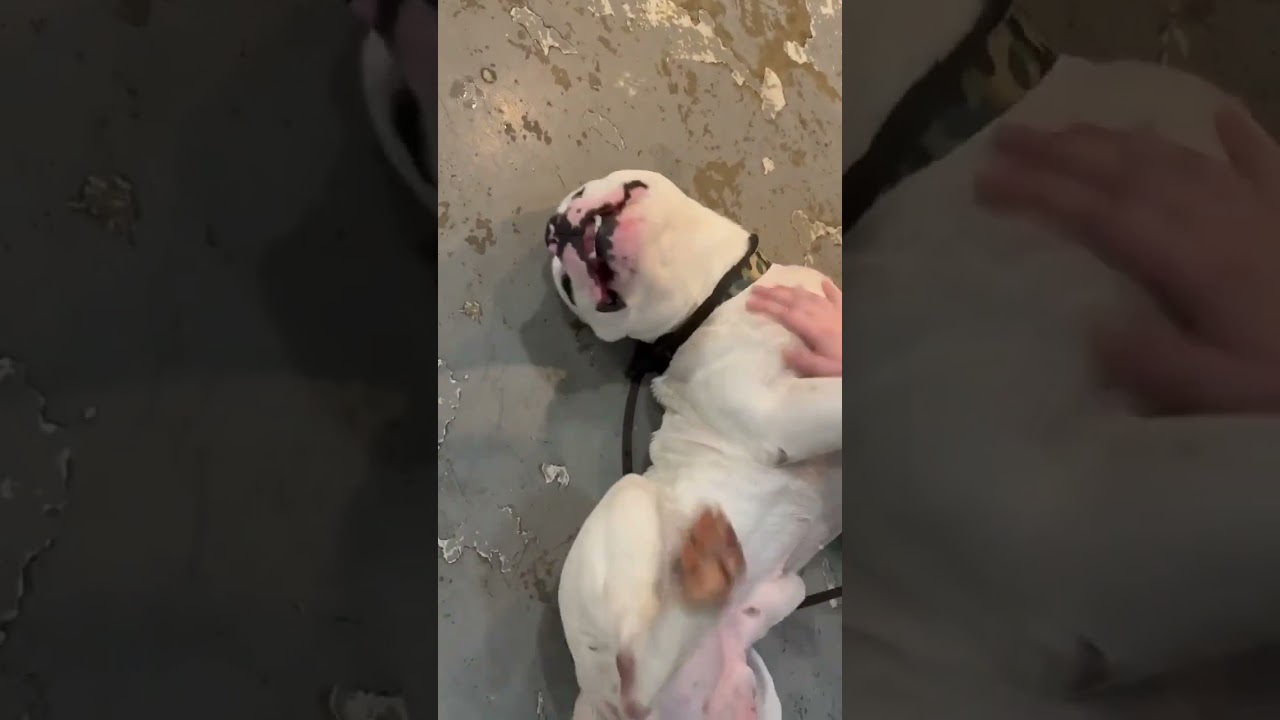 Mello, a ADOPTABLE American Staffordshire Terrier in Pleasant Ridge, MI video 3/5