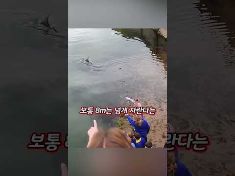 항구에 나타난 거대한 희귀 물고기