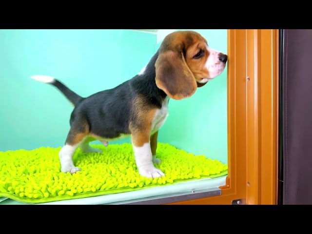 (子犬) 犬種：ビーグル 男の子 ブリーダー マロニエケンネル　MARRONNIER KENNEL k3875の画像