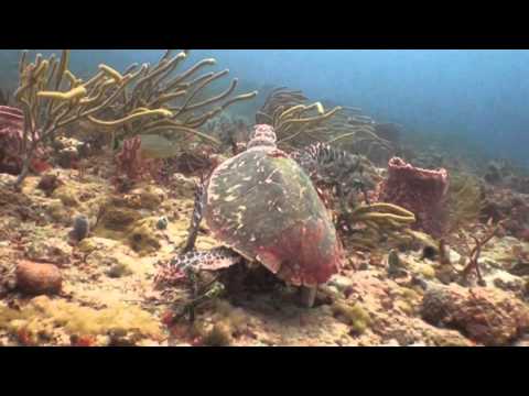 Boynton Beach, FL Reef Dive Oct, 2011