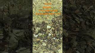 【渓流釣り】ヤマメの群れ