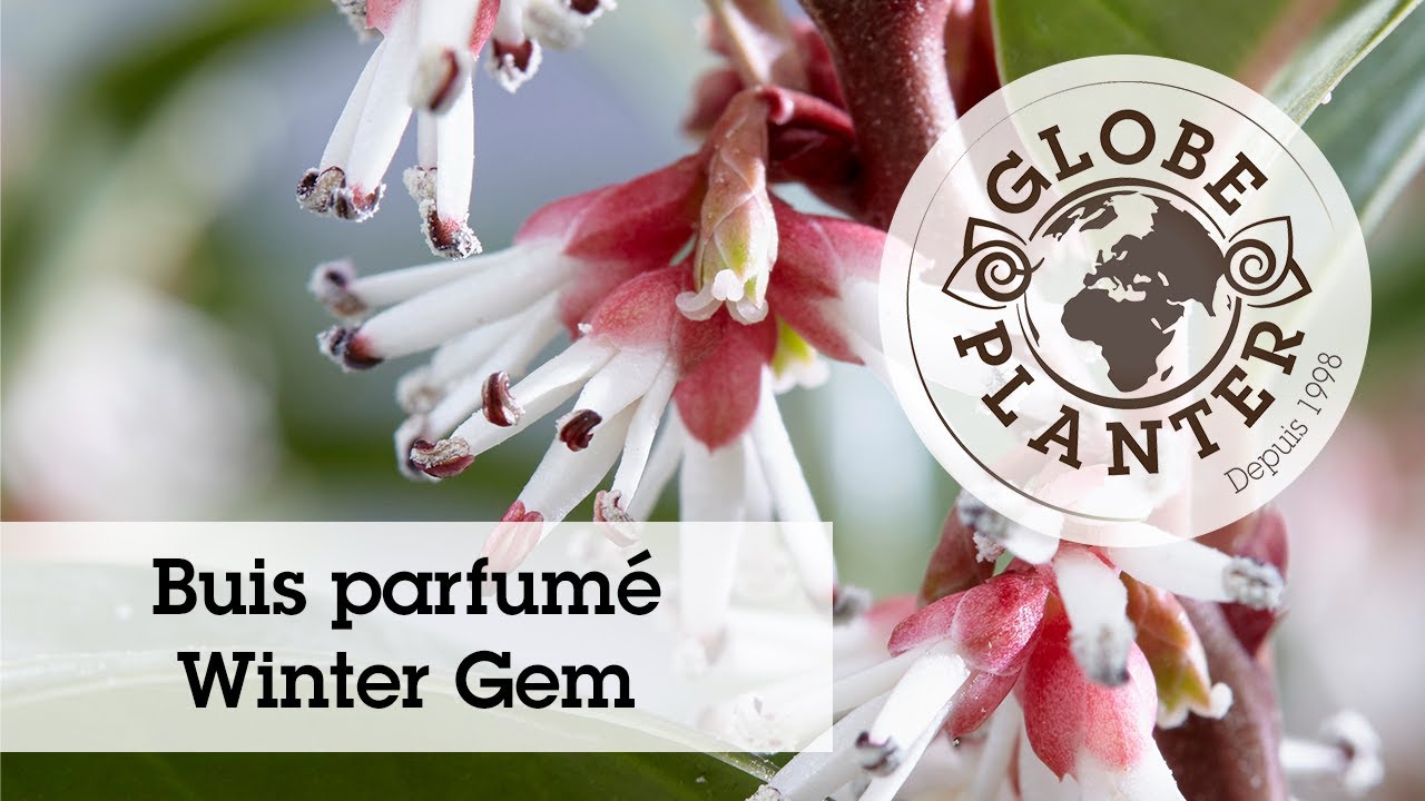 Sarcococca Winter Gem