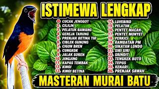 Download lagu 🔴 MASTERAN PANJANG‼️ FULL ISIAN MURAI BATU GACOR mp3 Download lagu 🔴 MASTERAN PANJANG‼️ FULL ISIAN MURAI BATU GACOR mp3