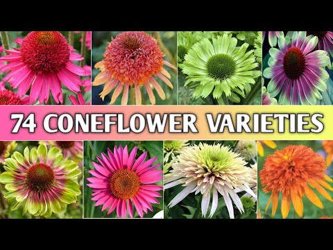 74 Coneflower (Echinacea) Varieties | Echinacea Types | Coneflower Varieties | Plant and Planting