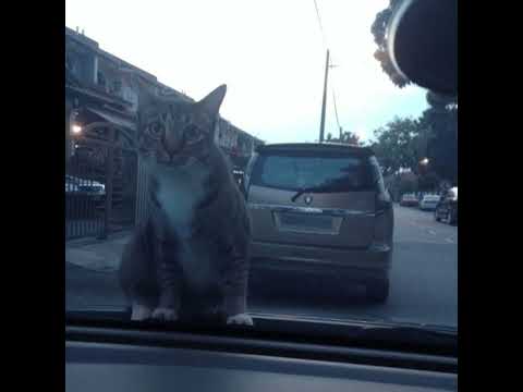 Leverfall - Waiting (Perfect Loop, 1 HOUR, EXTENDED)