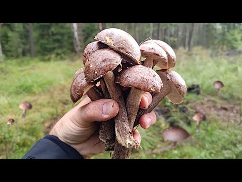 Grzyby rosną JEDEN NA DRUGIM! Wysyp koźlarzy - Grzybobranie (Wrzesień 2022)