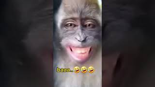 Download lagu monyet lucu #yearofyou #justforfun #funnyvideo mp3 Download lagu monyet lucu #yearofyou #justforfun #funnyvideo mp3