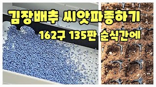 배추 씨넣기 옥수수후작 2024년 품종 천고마비 가을배추 김장배추 괴산절임배추 파종 시기 [배추재배방법]