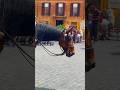 Horse Carriage Ride Through The City Of Rome Horse Italy City Youtubeviral Trending Shorts