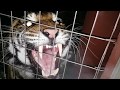 Best tiger roar ever !