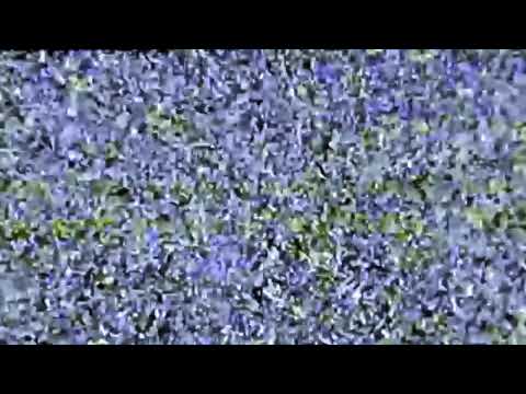 DA LUV SONG PT 2  - LIL BURNT