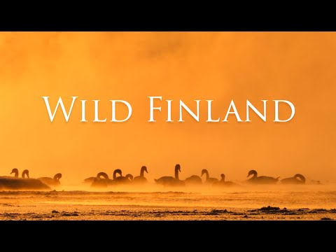 WILD FINLAND / Four seasons in Finnish nature