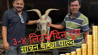 ३–४ लिटर दूध दिने र १५० के.जी. सम्म बाख्राबाट चिज उत्पादन गरी बिक्री गर्ने चित्लाङ्ग का किसान !!!