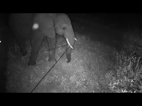 Djuma: Lone Elephant pulling up wire by cam tree - 22:38 - 03/11/20