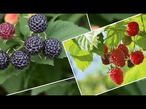 Evo kako treba pravilno pripremiti kupine i maline za zimu