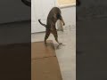 Bengal Cat High On Catnip Tea Shorts
