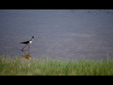 Episode 149: The Dentist Anomaly