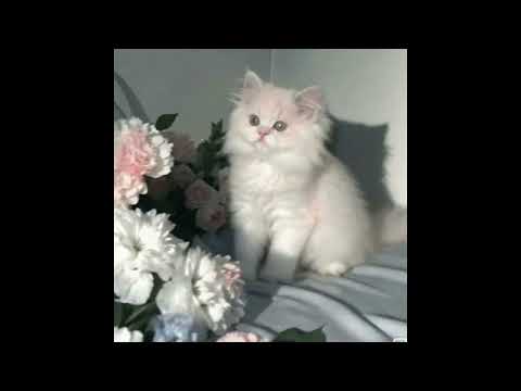 free drippin so pretty x nothing,nowhere type beat "mixed up"