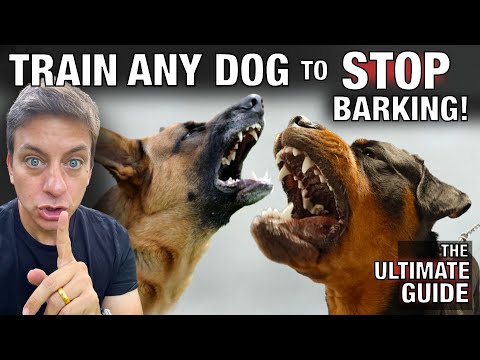 How To STOP Any Dog From Excessive Barking: The Ultimate Guide.
