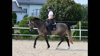 Video of Chaccodi