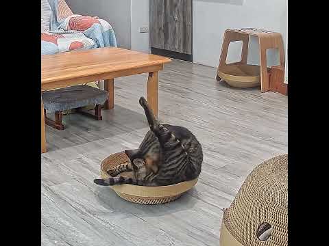 【蕉來媽】 不搖盆 添加纈草粉